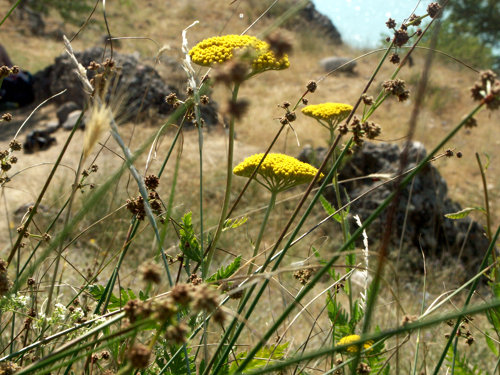 Mountain herbs