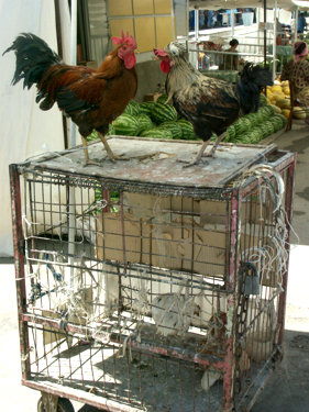 And a female always in a cage?!
