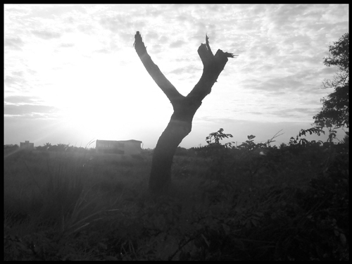 Branch