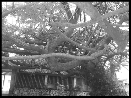 Twisted Tree