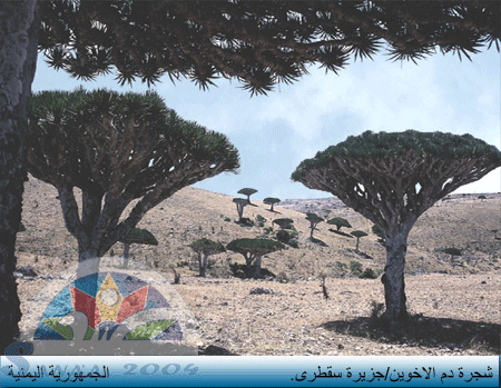 Tourist Sight in Soqatra Island -Yemen