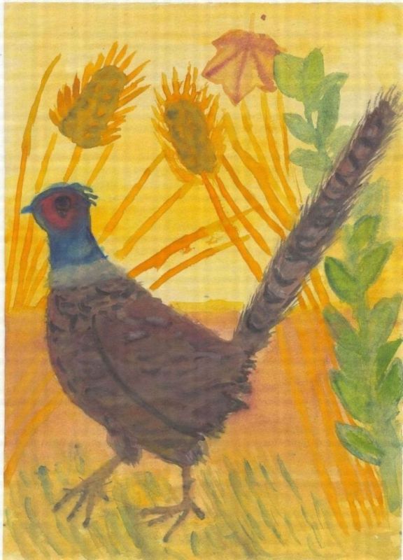 Pheasant