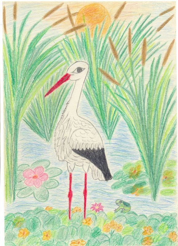 White Stork