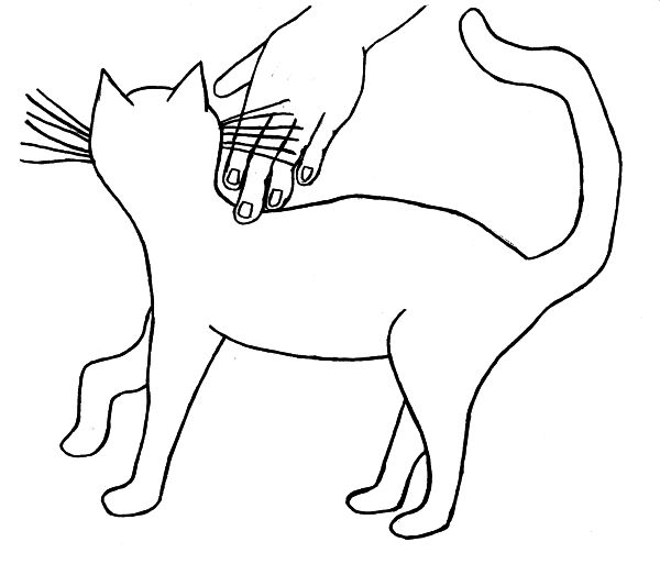 My Cat 2