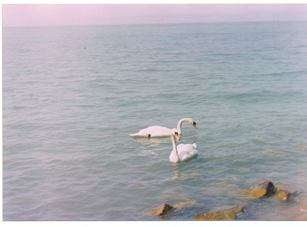 Two Swans at Lake Balaton