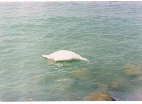 A Swan at Lake Balaton