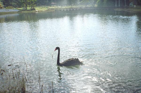 Swan Lake