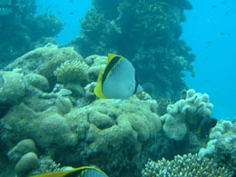 AT THE RED SEA UNDER THE WATER