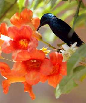 Bird of Paradise, Little Bird, Little Bird