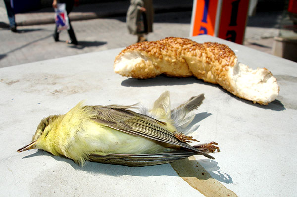 Bird Dead of Bread