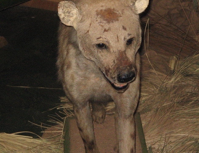 Hyena