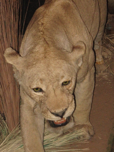 Lion