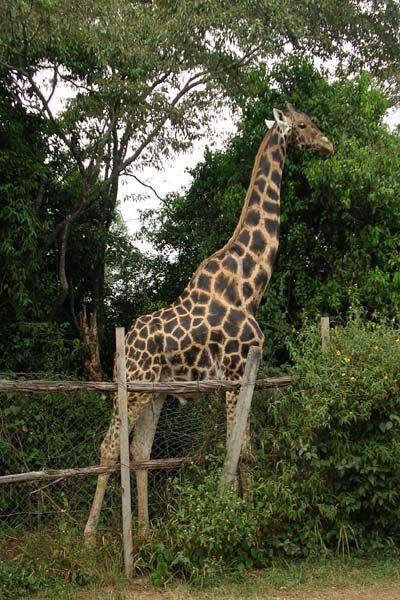 Girafe