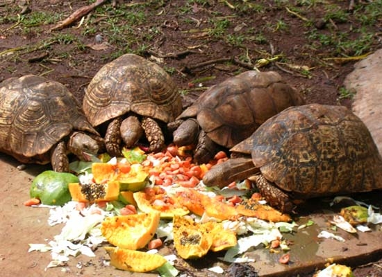 Tortoises