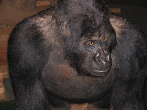 Baboon