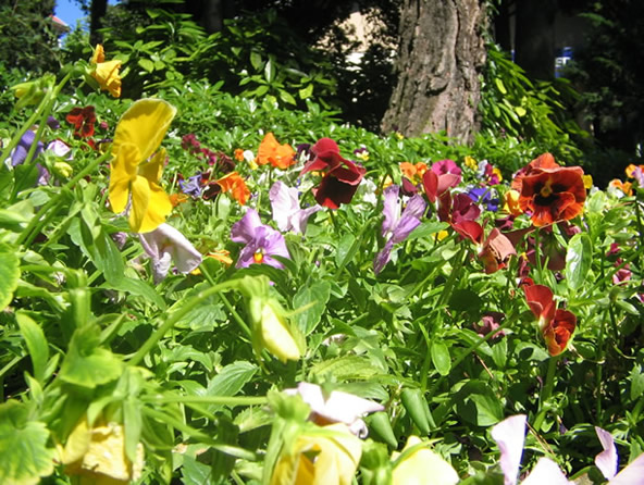 Same Soil, Various Flowers