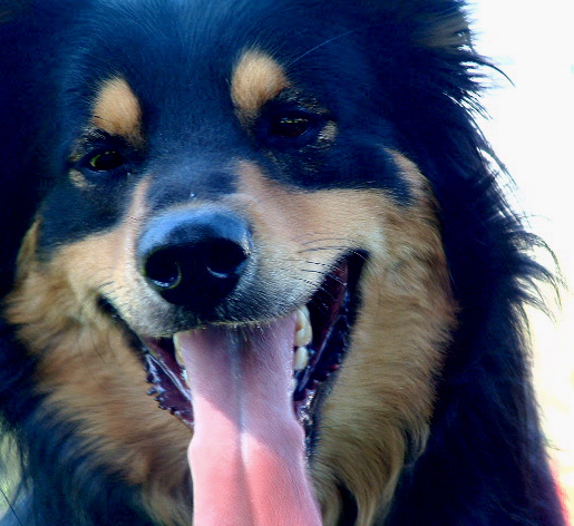 Running Fur