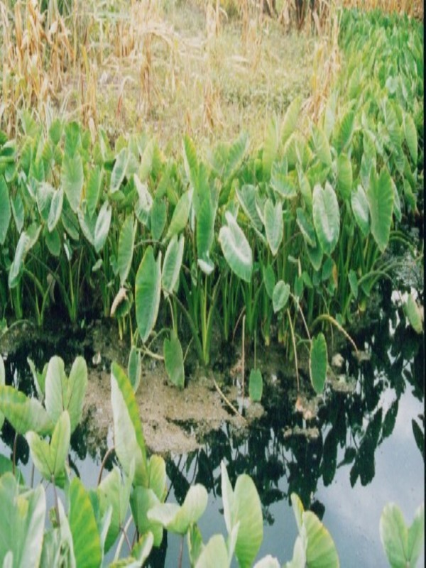 Environment Degradation