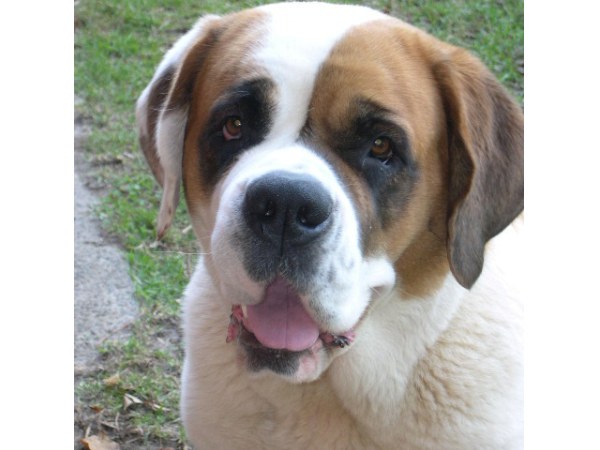 My dog - MIA