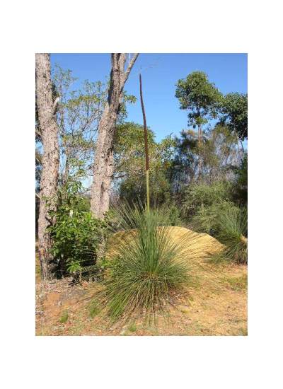Xanthorrhoea