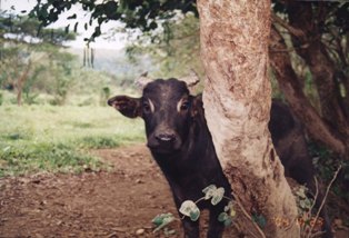 A New Born Nature