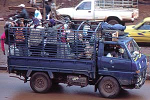 Transport "riral"