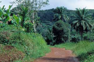 Forêt de Bafang