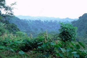 The Jungle of Tarzan in Cameroun