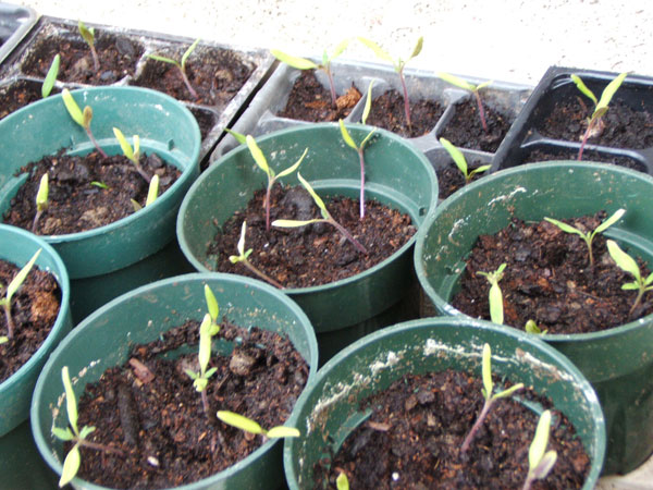 Watch Me Grow