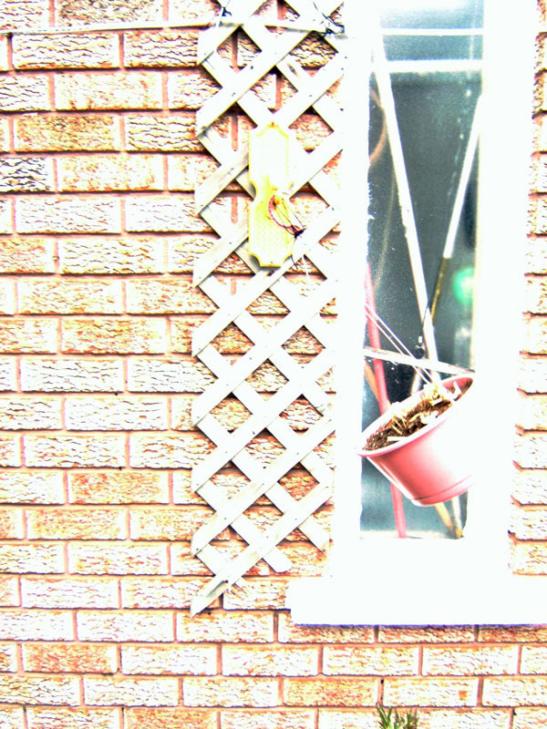 Flying Plant