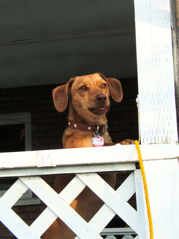 Dog Gone