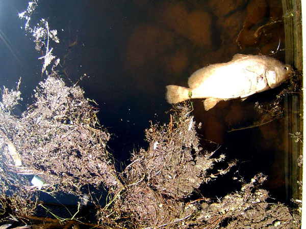 Freddy the Deceased Fish