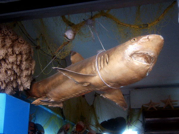 Wannabe Jaws