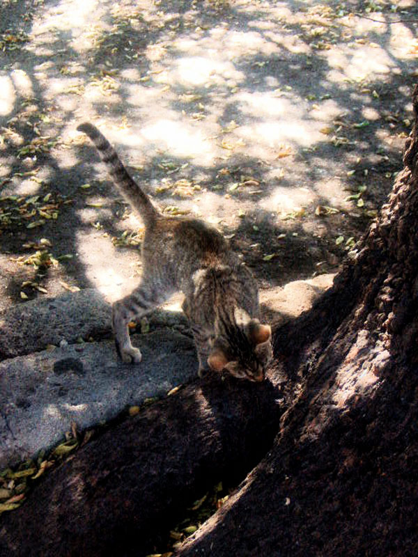 Cat Findings