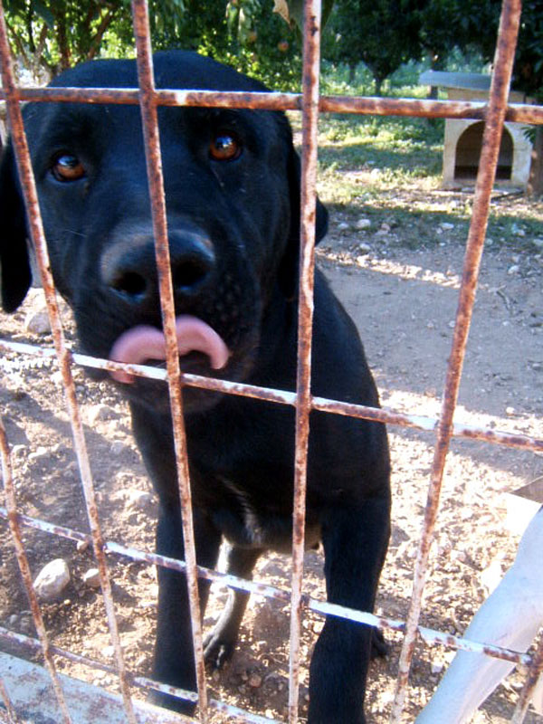 Imprisoned Dog
