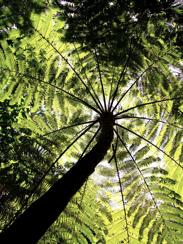 Tree Top