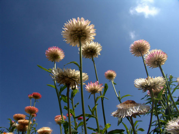 Flower Power
