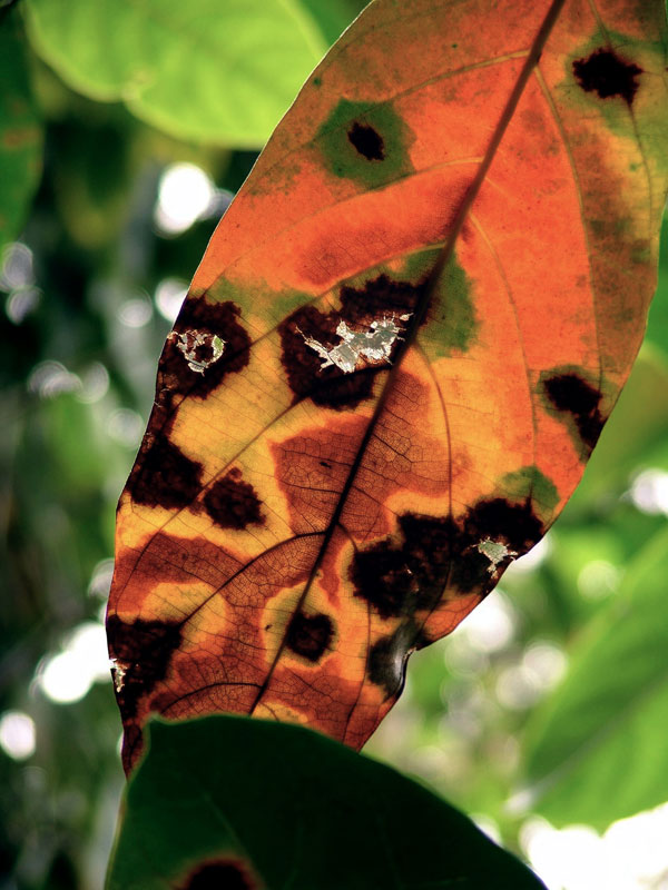 Dismantled Leaf