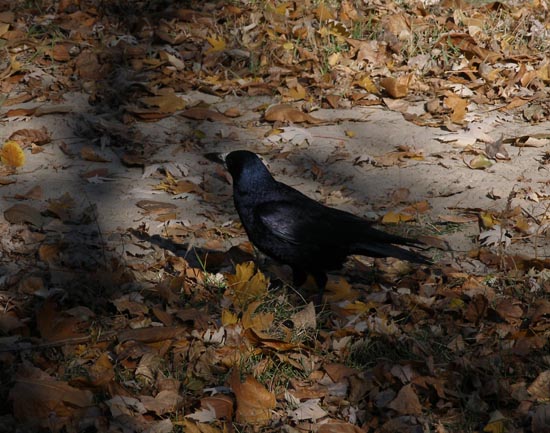 The Raven