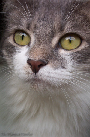 Eyes Eyes Eyes