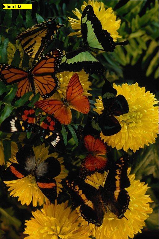 Color Harmony