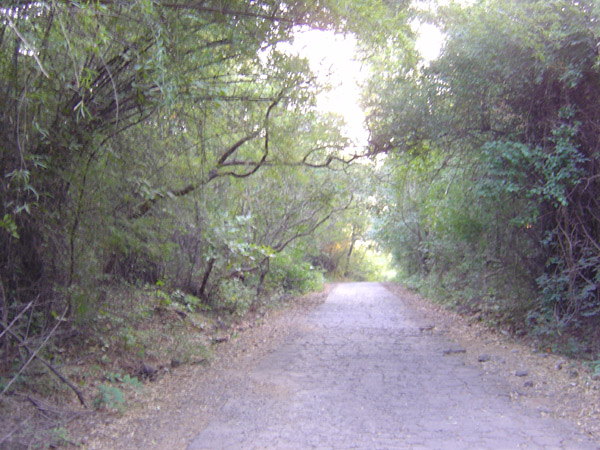 The Forest Path