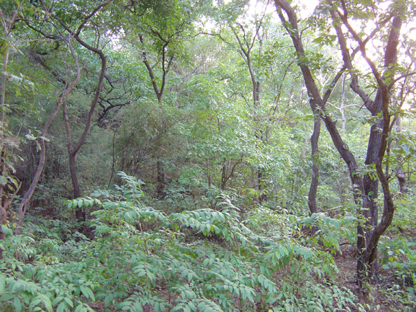 Thick Forest