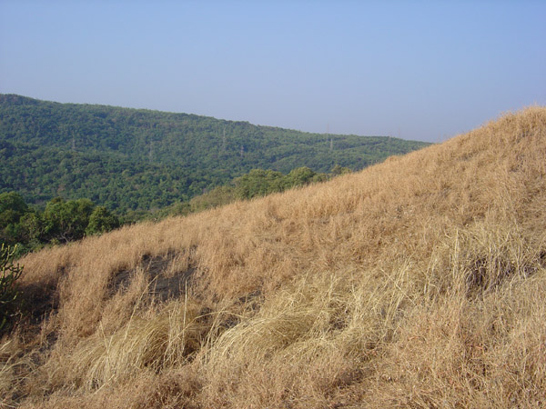 Dry Grass
