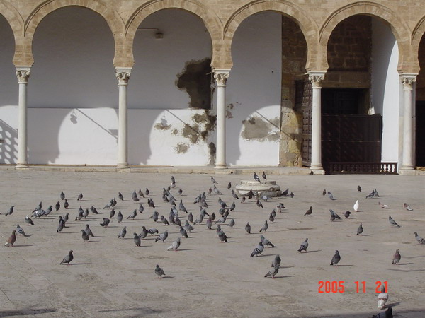 Birds