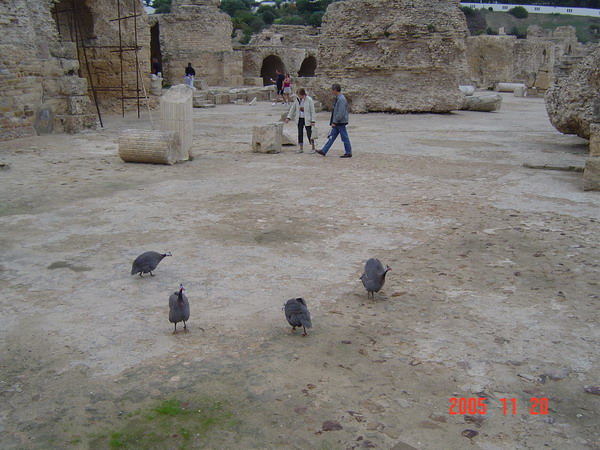 Wild Birds in Roman Carthage