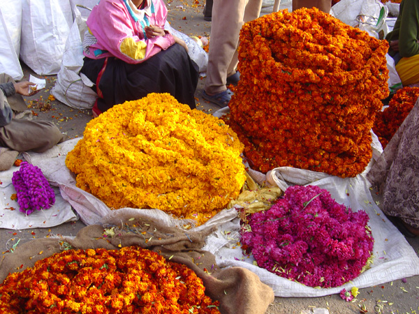 Coloured Marigolds