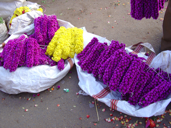Chrysanthemum Among Velvets