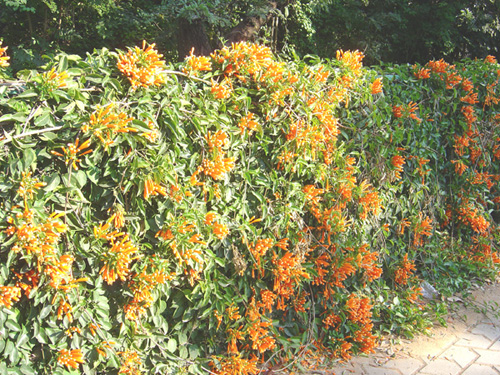 Spring Flowers