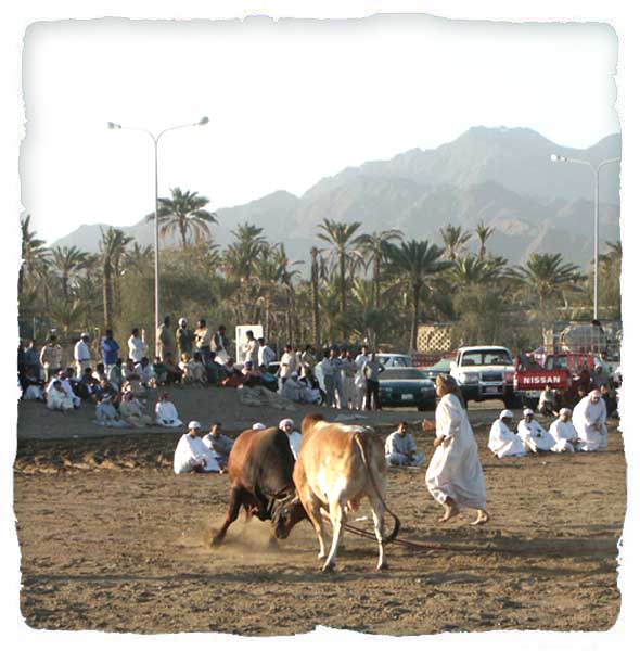 Bull Fighting - Fujairah's National Sport